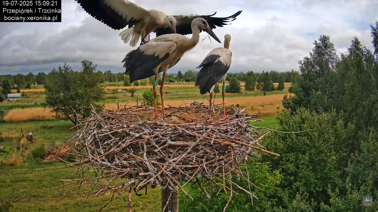 19072025bociany42