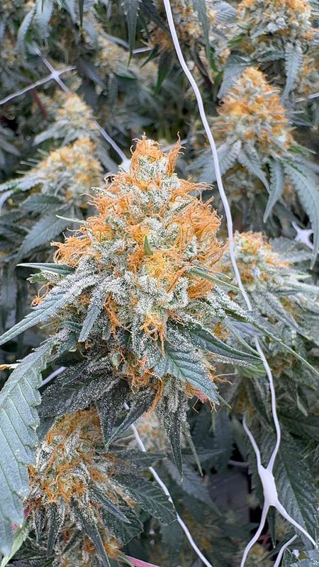 White CBG hemp flower high CBG strain grown in Oklahoma