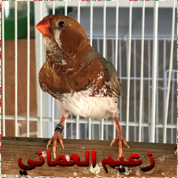 صورة