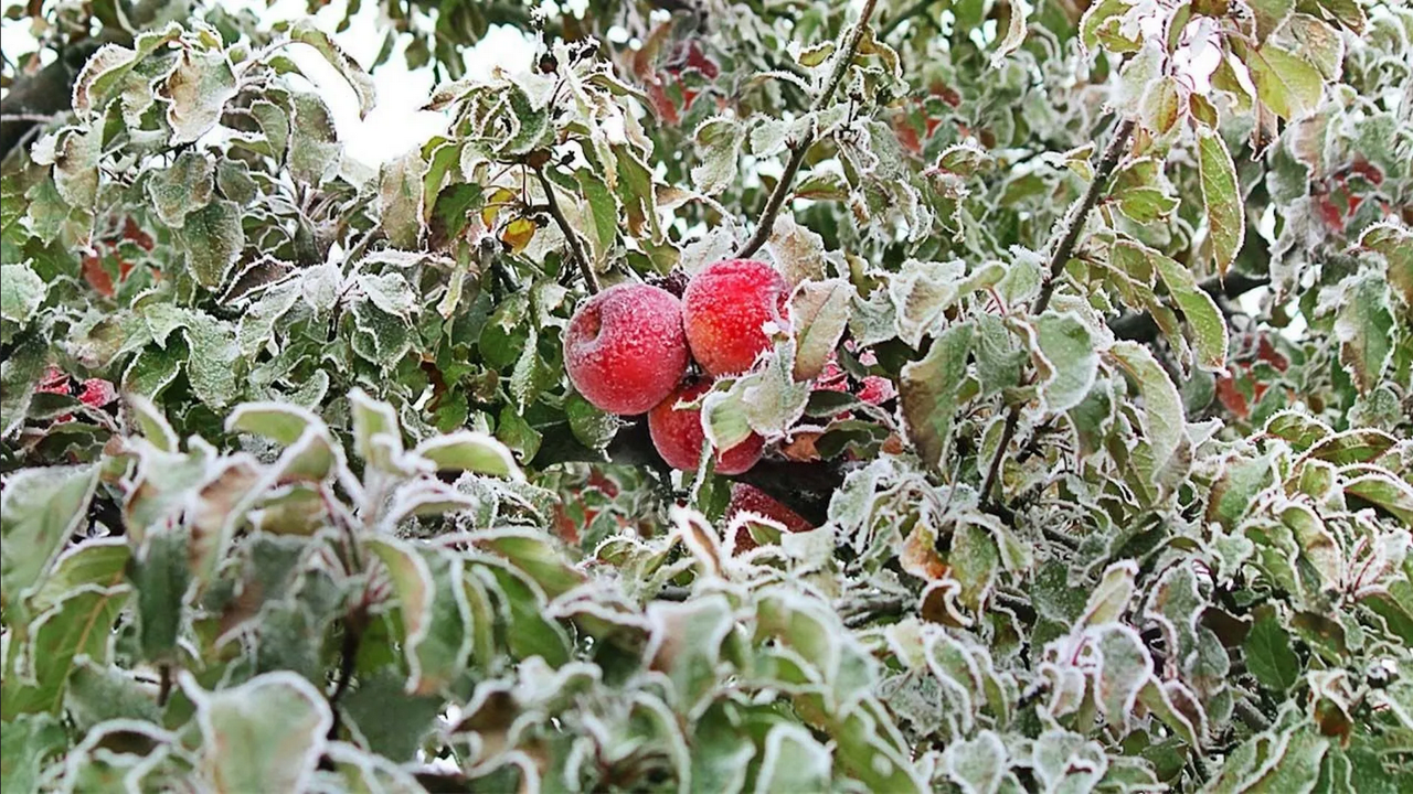 ¿Cómo proteger árboles frutales de las heladas?