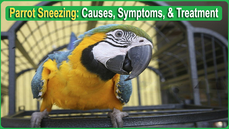 parrots sneezing