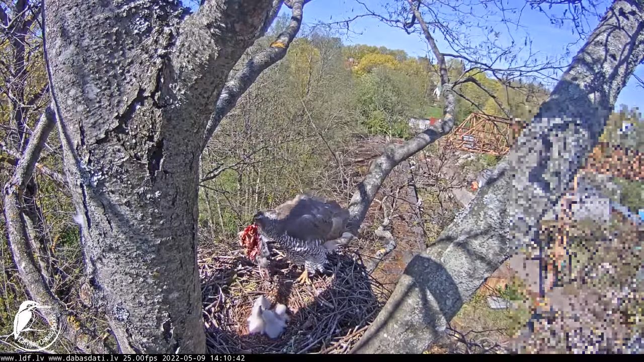 Vistu vanags (Accipiter gentilis) Rīgā - LDF tiešraide __ Goshawks, Riga, Latvia 17-35-42 screenshot