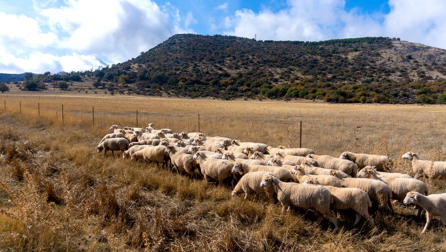 κοζάνη, ειδήσεις, νέα, Πτολεμαΐδα