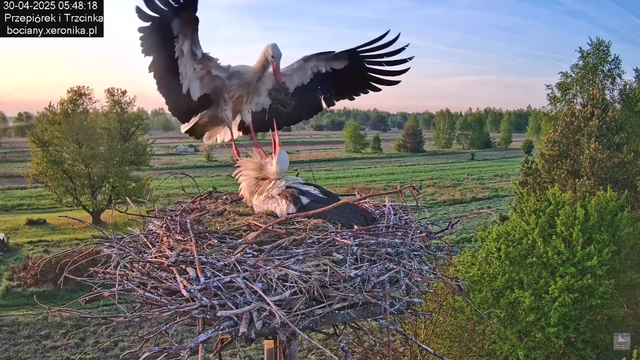 30042025bociany_1