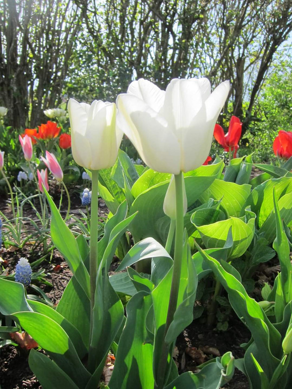 FB-IMG-1699734896904