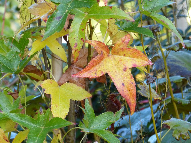 2014-11-02 Herbstärber 2 - Liquidambar Slender S