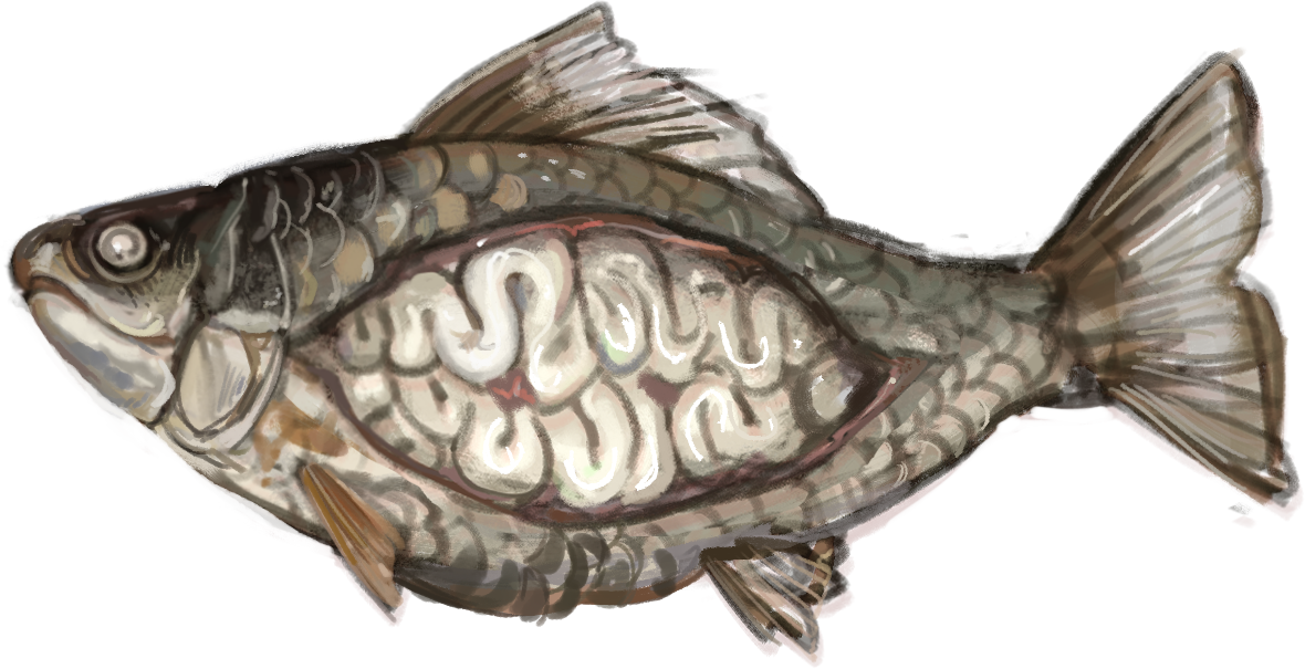 illustration of gutted fish