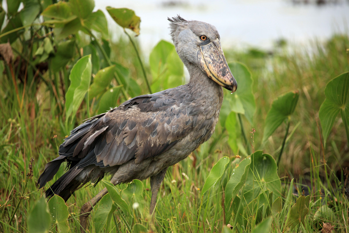 Shoebill among green reeds in Uganda