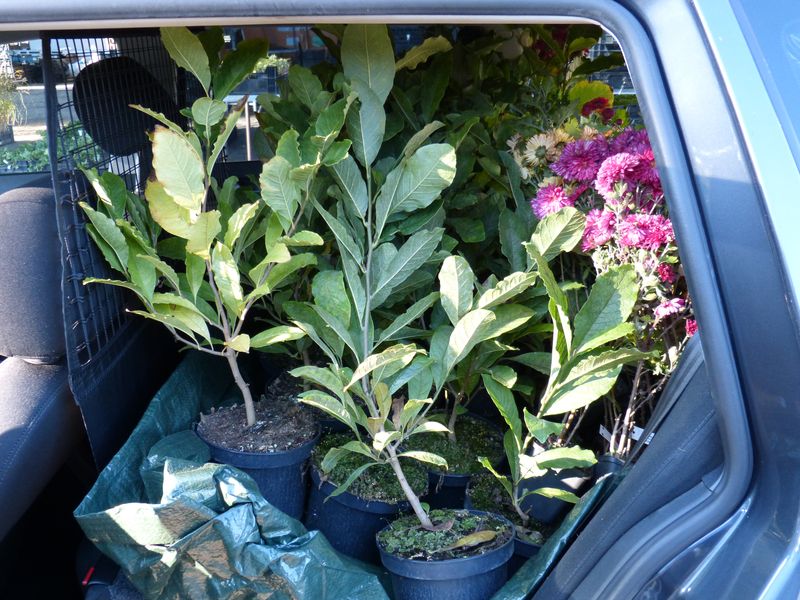 2014-10-28 Kofferraumbegrünung 1