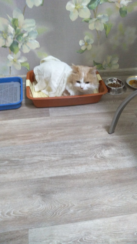 лежит в лотке