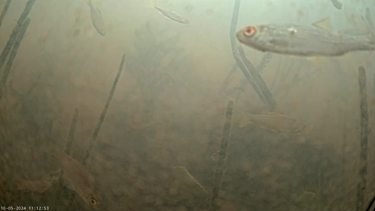 Zivju nārsts 2024 kamera 2 3-48-43 screenshot