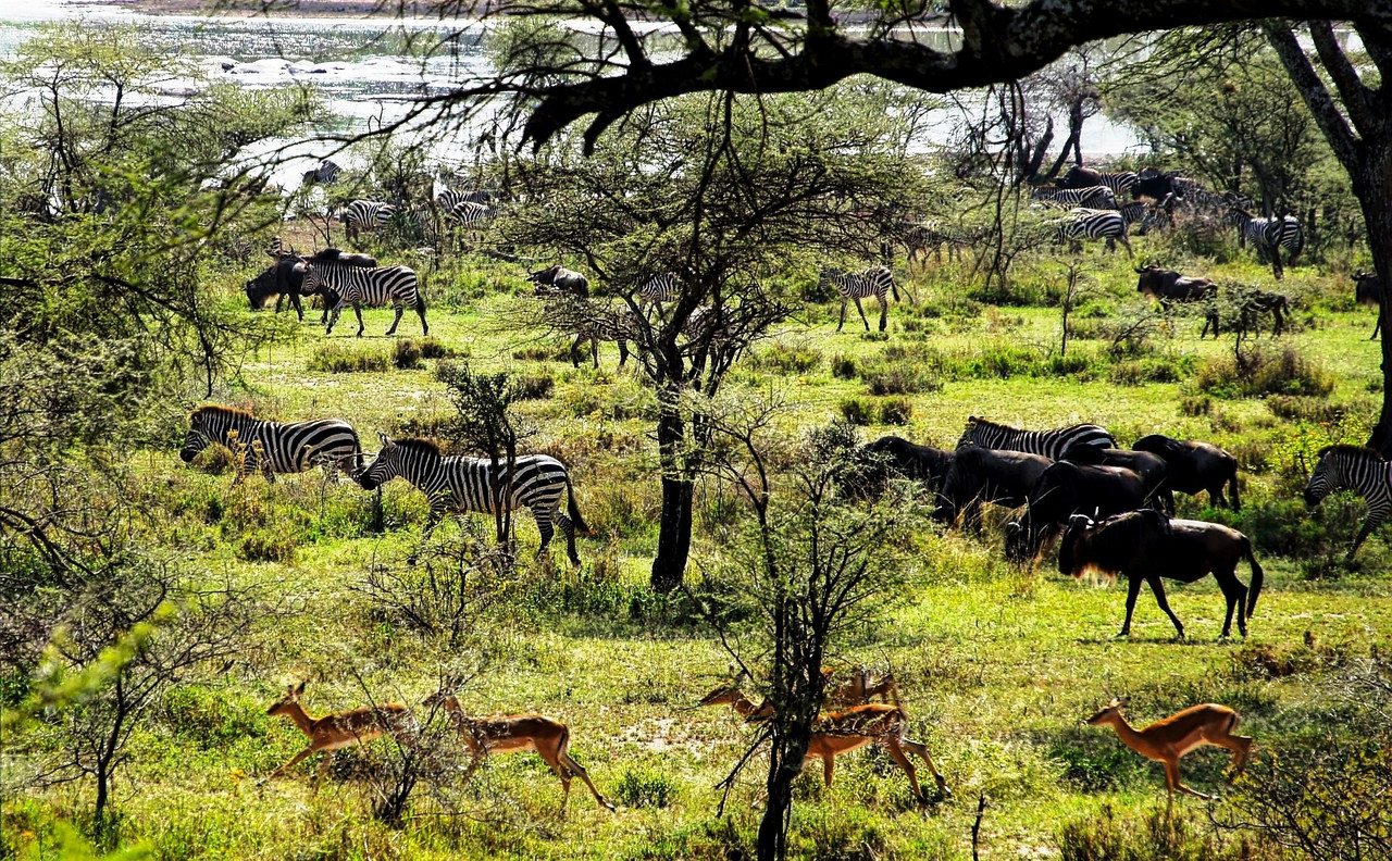 Honeymoon Magic: Tanzania Safari & Zanzibar Adventure