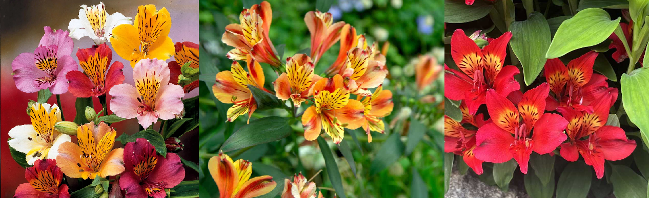 https://i.postimg.cc/mDv1fK0h/Alstroemeria.png