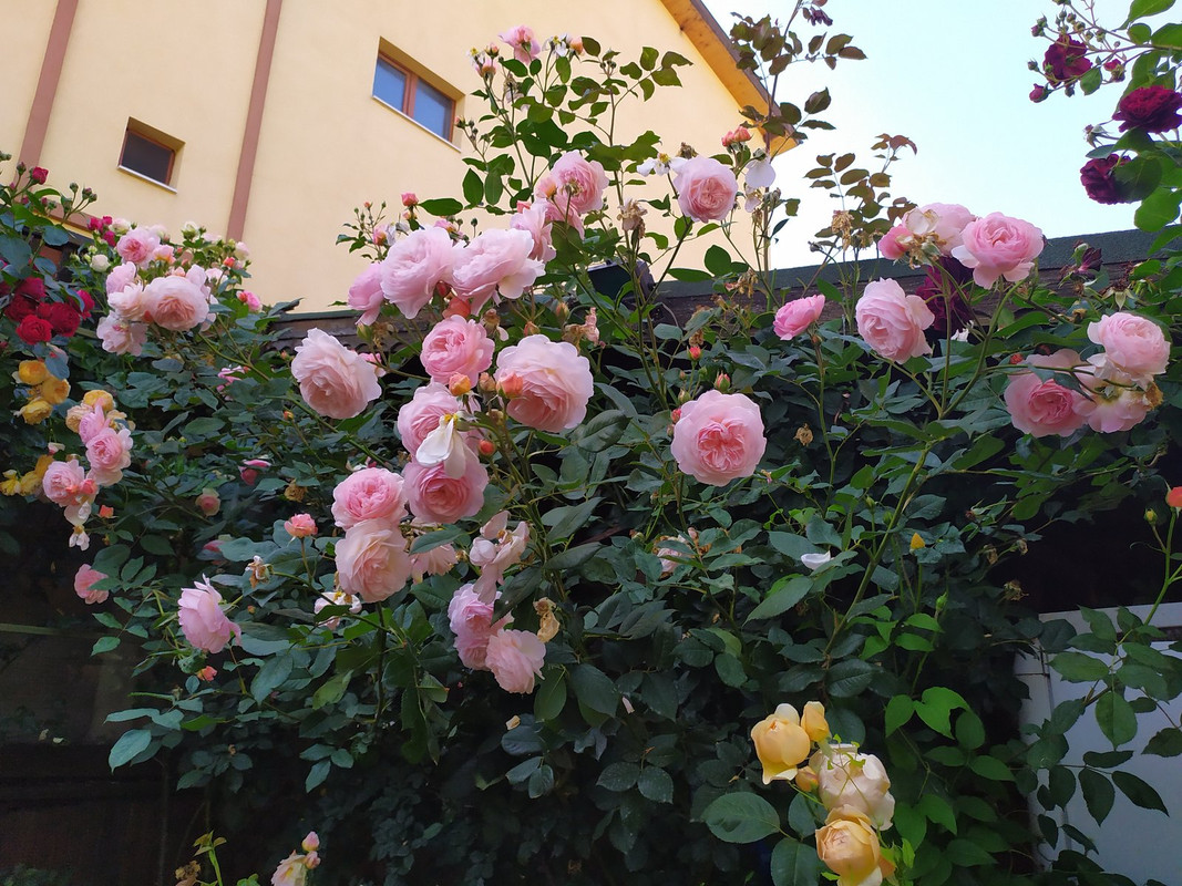 IMG_20200607_171217