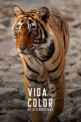 La-vida-en-color-de-Attenborough.jpg