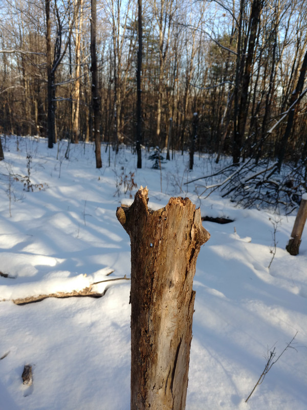 IMG_20181209_142936776