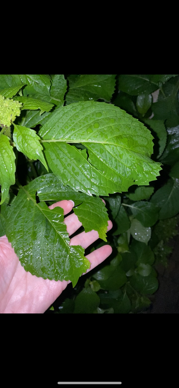 CDEEED2B-E37D-48DE-A25F-099475CDF3BF