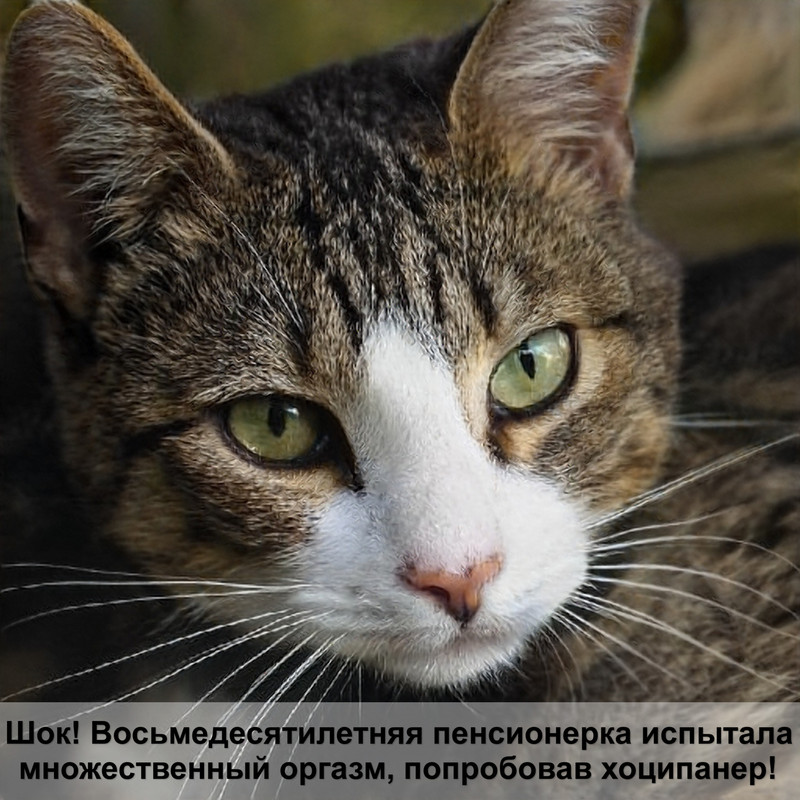 японские породы кошек