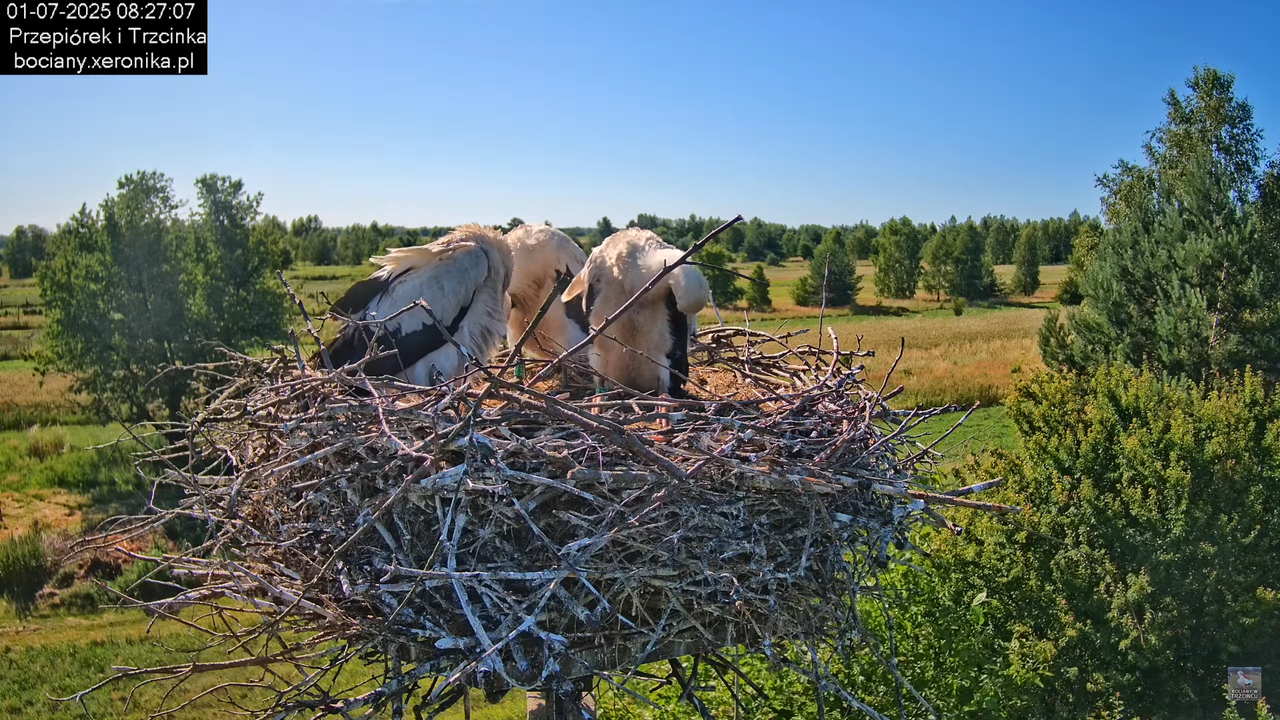 01072025bociany19