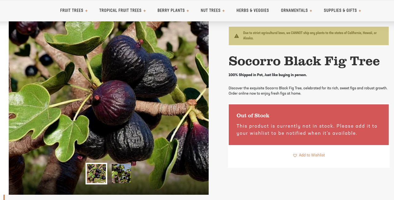 Socorro Black Fig Tree - Just Fruits and Exotics
