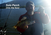 [Image: SOLO-PERCH.jpg]