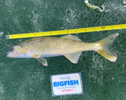 [Image: Walleye-HKN.jpg]