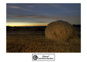 Jose-Mª-B-Alpacas
