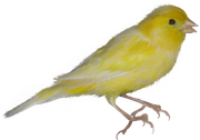 0-1c0e23-8a9c88c0-orig