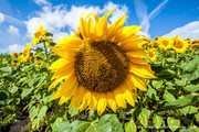 Cornwall Sunflowers.