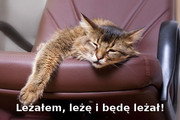 Obrazek