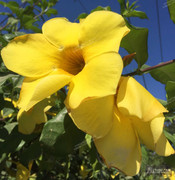 BBG&B23PasighatAndAalo - 3