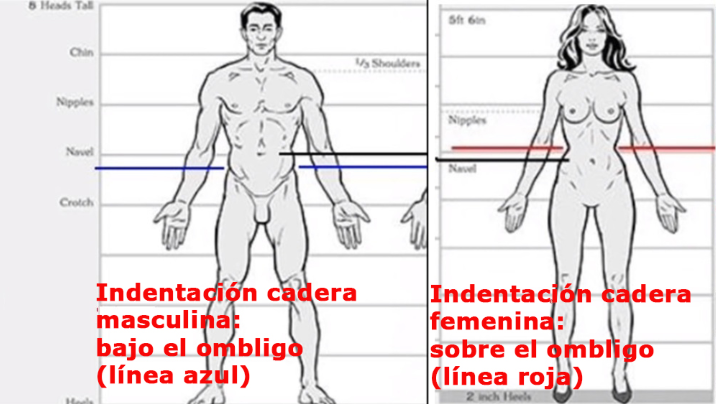 indentaci-n-cadera-masculina-vs-femenina.png