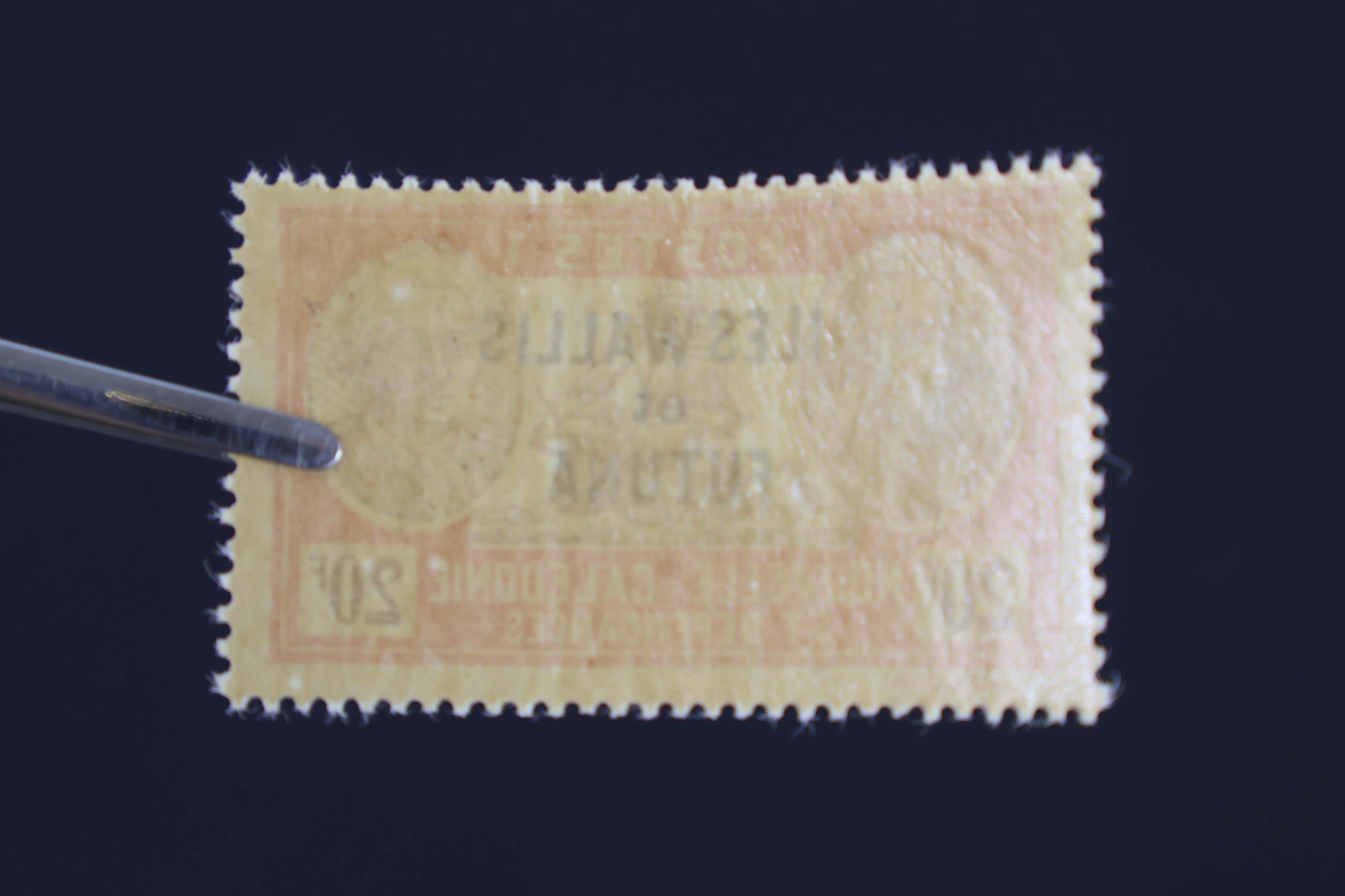 IMG-6554