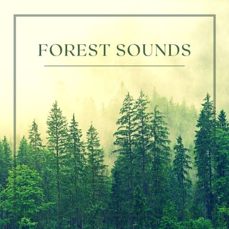 Deep Forest - Forest Sounds - Rain, Birds, Wind and Relaxing Music (2023)