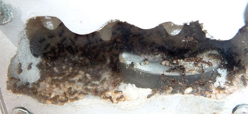 1604-Lasius1.jpg