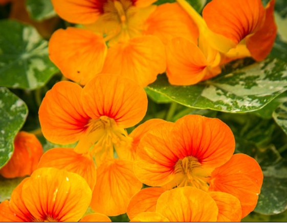 nasturtiums.png