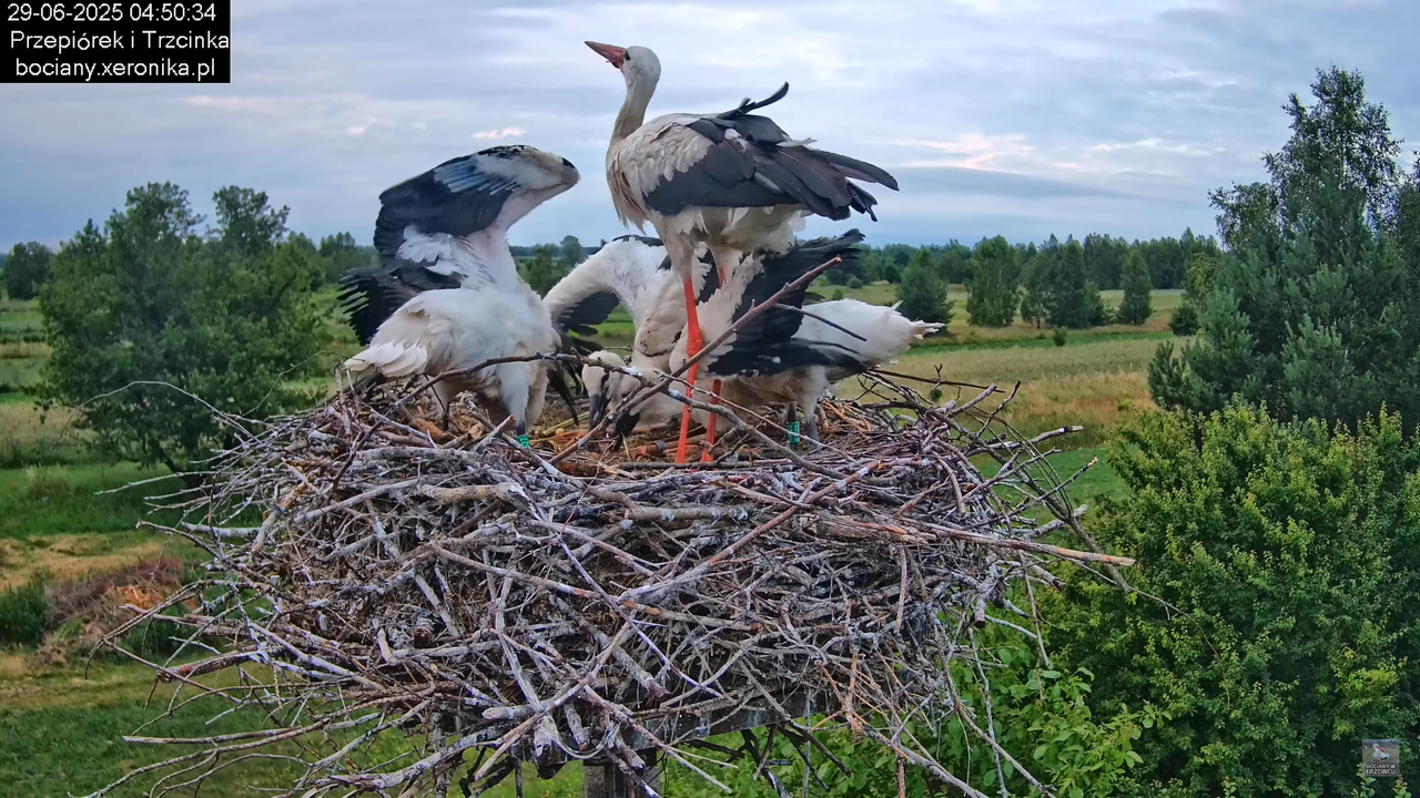 29062025bociany10