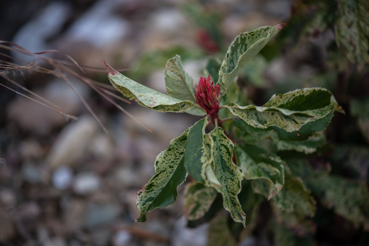 IMG-81b3eeec426612e1818771713215730c-V