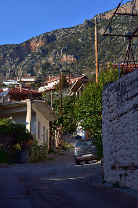 Ελαιώνας (5)