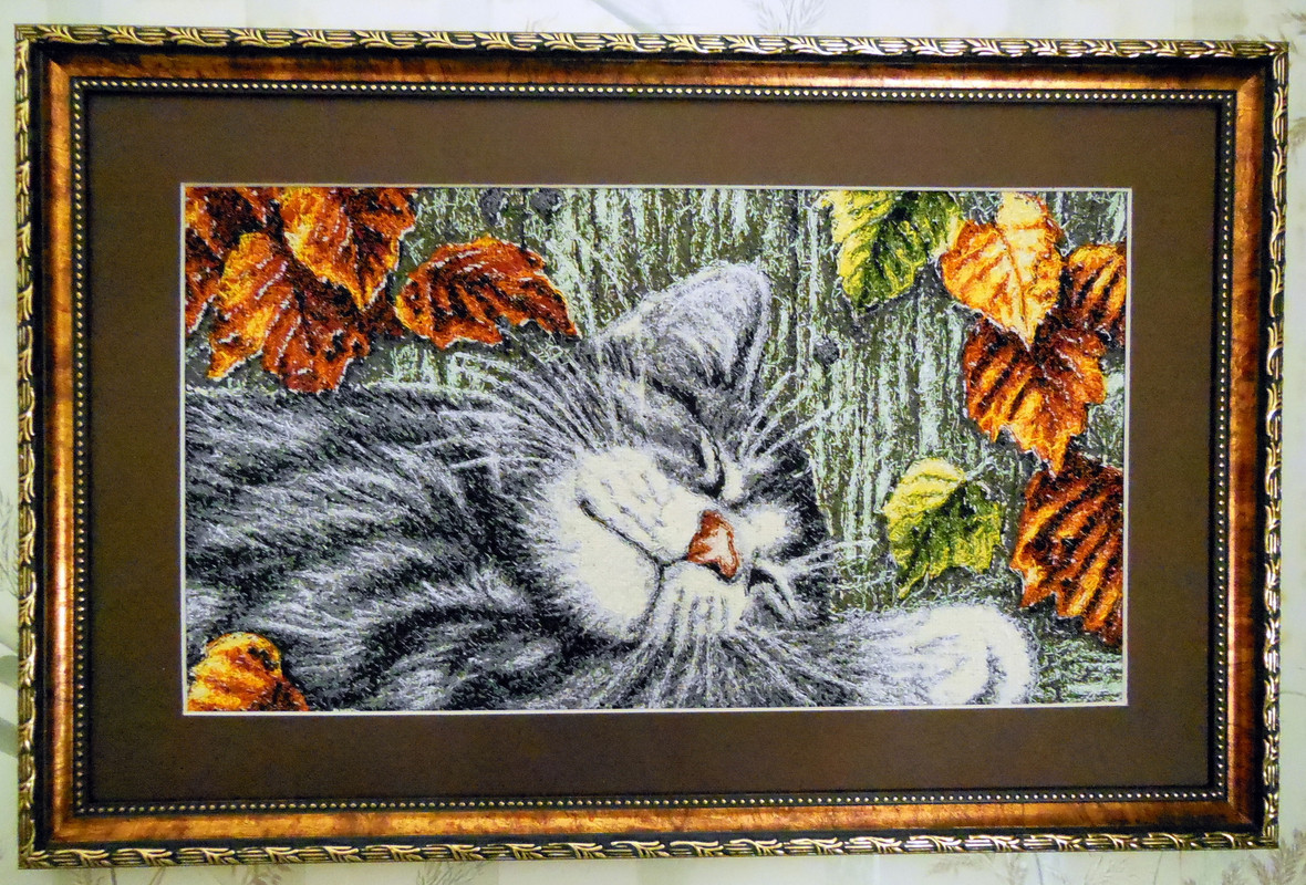 Котик в рамке