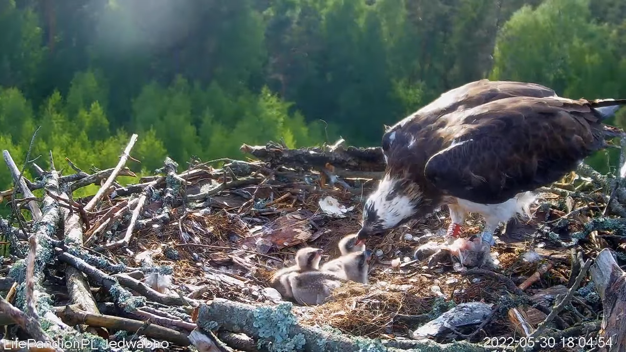 Rybołowy Online Puszcza Napiwodzko-Ramucka _ Ospreys Online in Napiwodzko-Ramucka Forest 12-5-20 scr