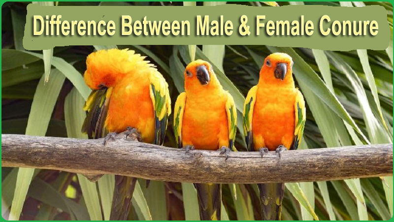How to Differentiate Male And Female Conure