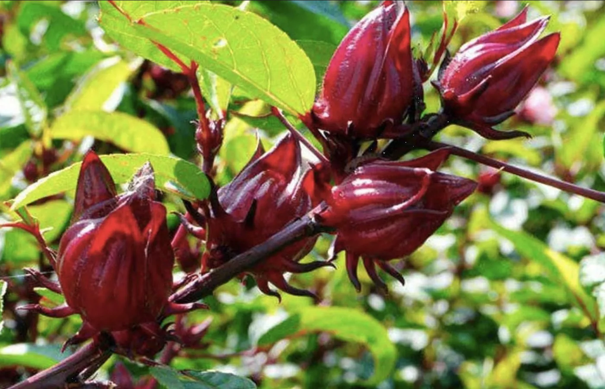 ¿Cómo se cultiva la flor de jamaica en casa? Esta es la guía de jardinería