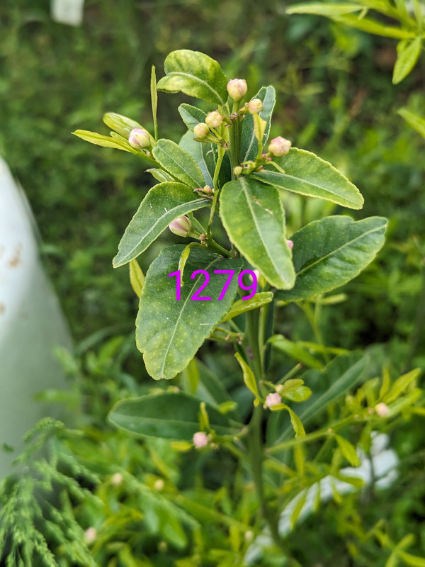 PXL_20240506_171135894~2