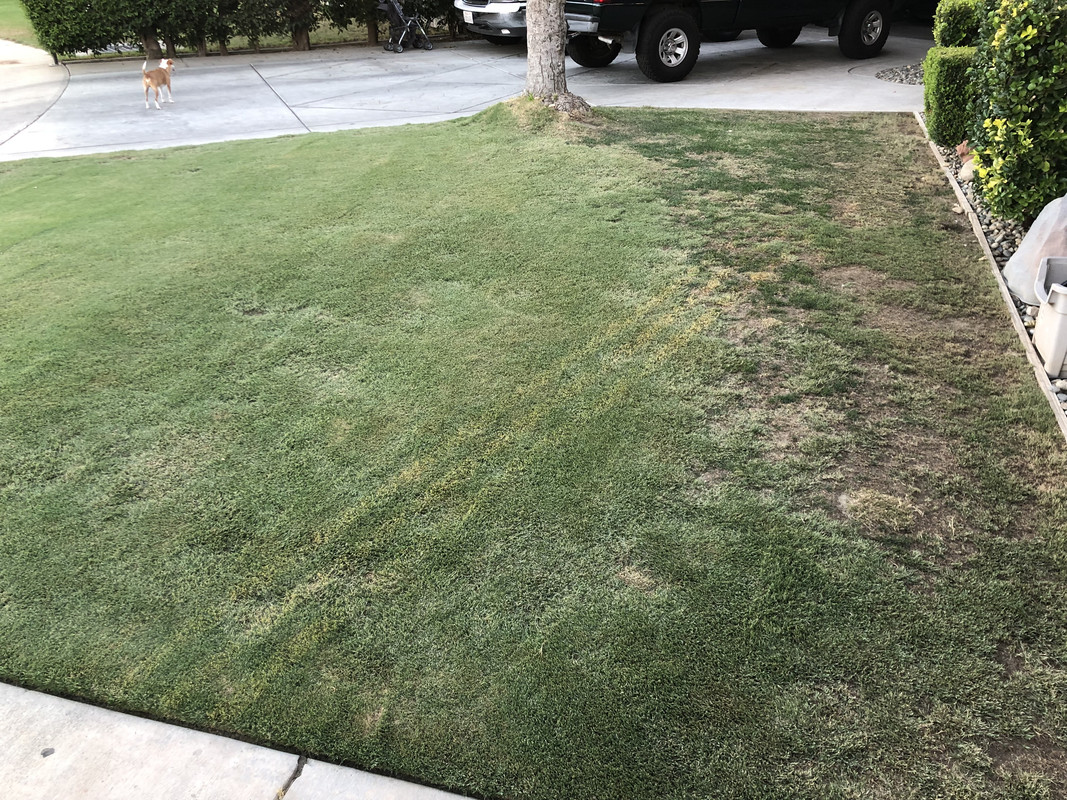 Too much water on common Bermuda? Lawn Care Forum