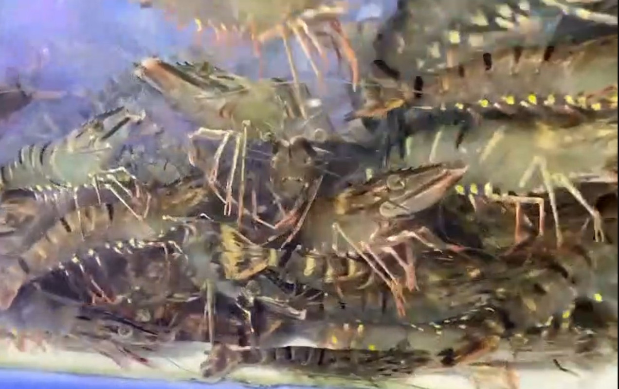 กุ้งลายเสือ 5