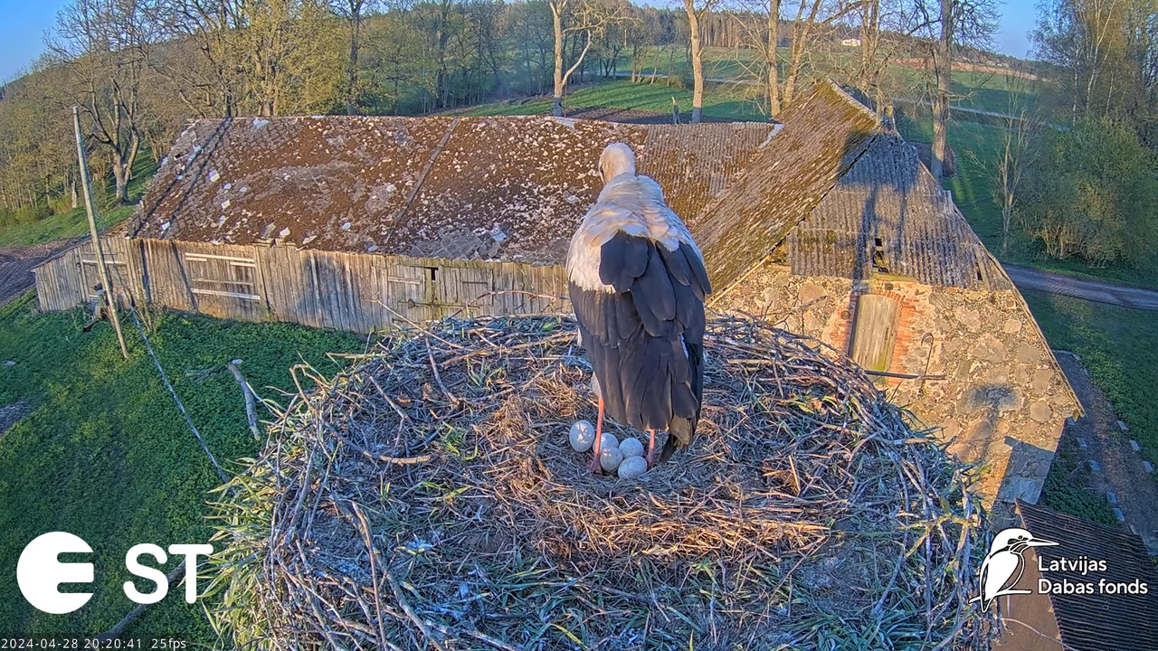 Baltie stārķi (Ciconia ciconia) Tukuma novadā - LDF tiešraide __ White storks in Tukums, Latvia 11-4