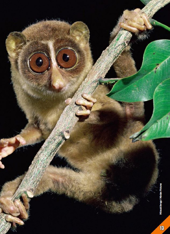 Foc Wil - Giu 2024 (2)