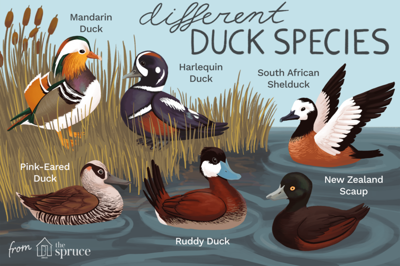 [Image: duck-species-list-385436-v2-29ffbe8b8f98...5433e1.png]