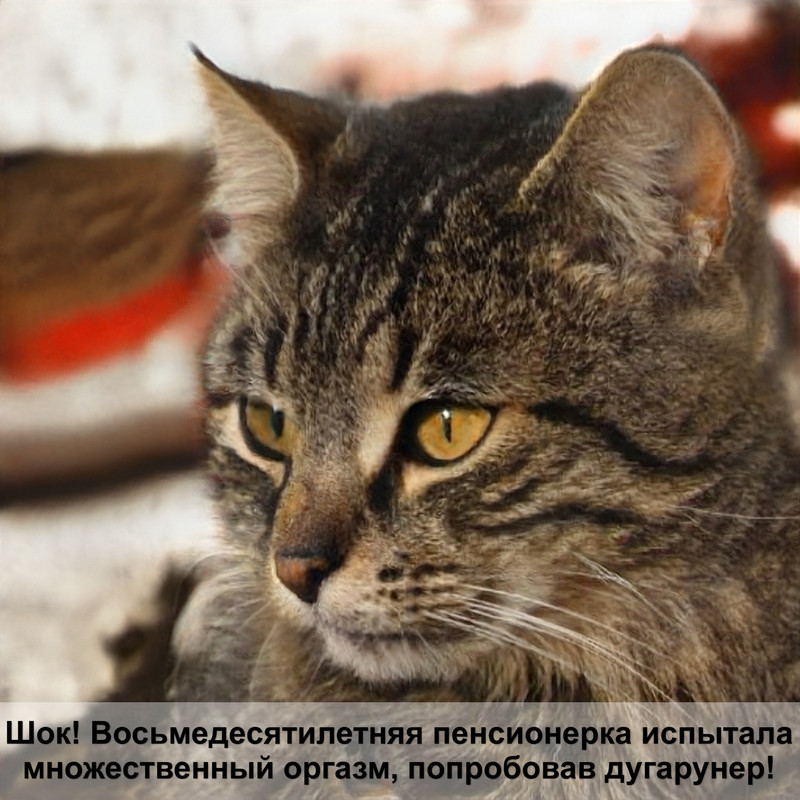 абиссинская кошка шоколадного окраса